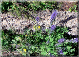 Mountain Flora